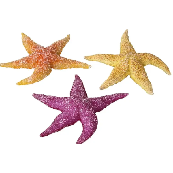 EBI REAL SEA STAR ASSORTED