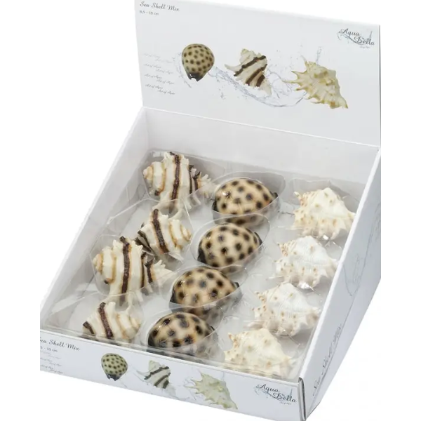 EBI SEASHELL ASSORTED 8.5-10CM
