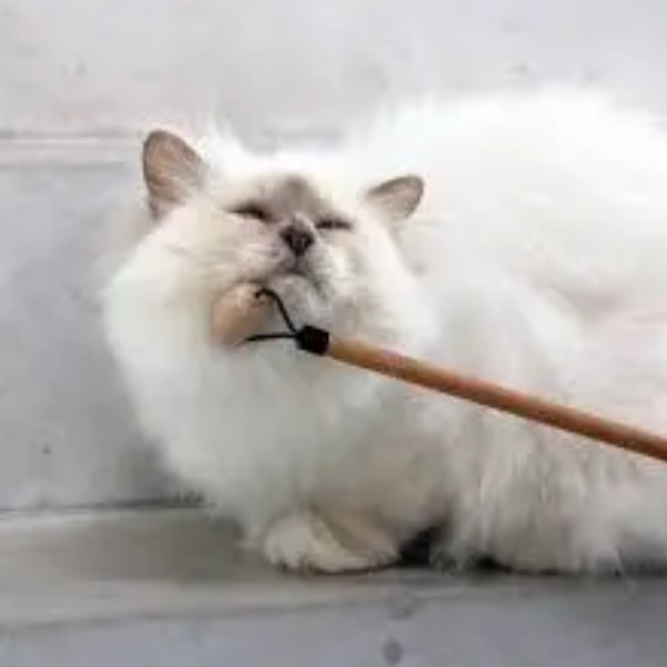 LOU MASSAGE SOCIALIZER STICK