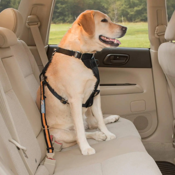 DIRECT TO SEATBELT TETHER ORANGE/BLACK