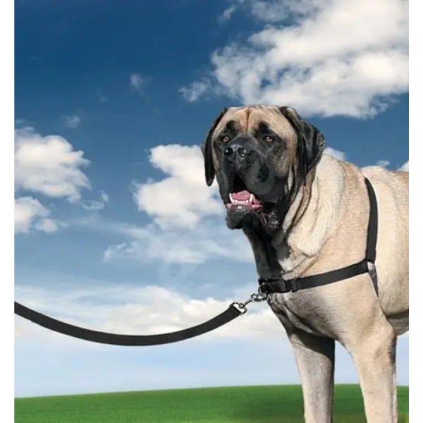 EASYWALK DOG HARNESS XL