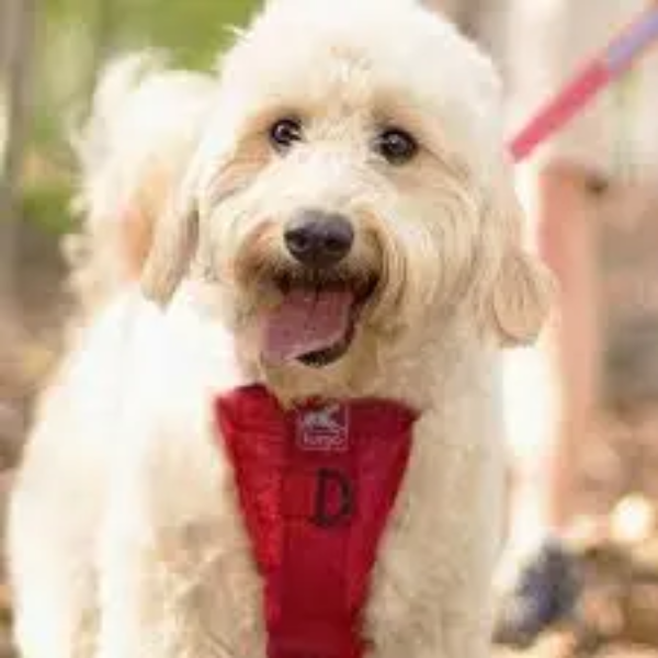 ENHANCED STRENGTH TRU FIT CAR HARNESS S