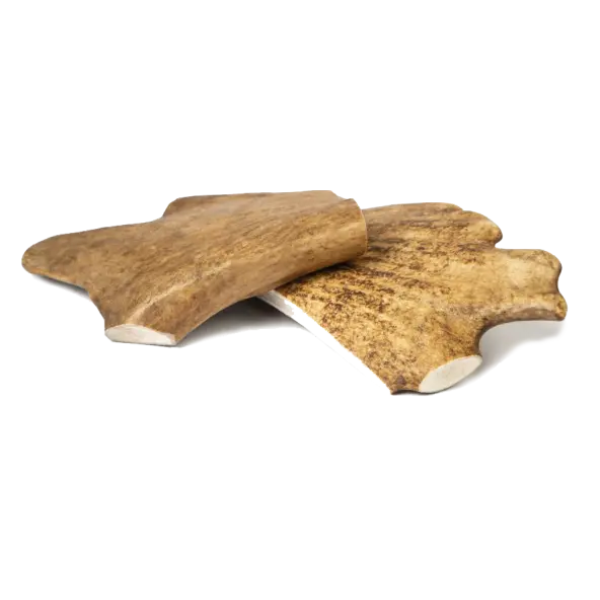 FALLOW DEER ANTLERS MEDIUM