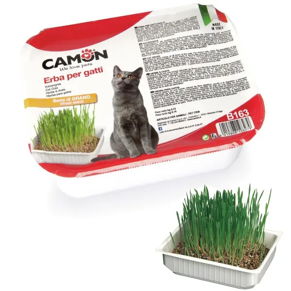 B163 CAT GRASS