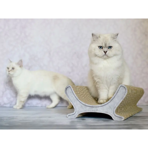 LE PANIER BROWN RIMS ON WHITE