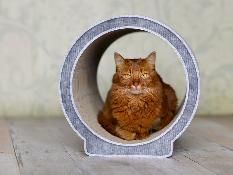 LE ROND TURQUOISE